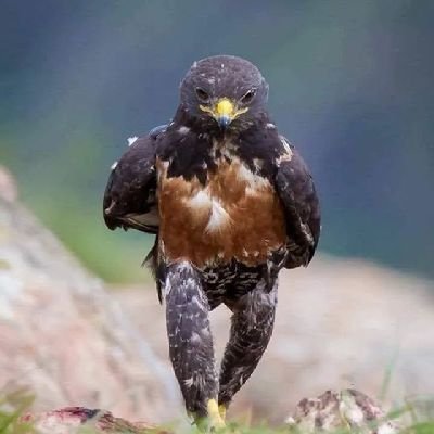 BethelEmenike's profile picture. 