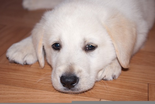 oleg_zzzz's profile picture. 