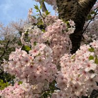 NPO法人 つくばいきものSDGs (@sdgs36258116) 's Twitter Profile Photo NPO法人 つくばいきものSDGs (@sdgs36258116) 's Twitter Profile Photo