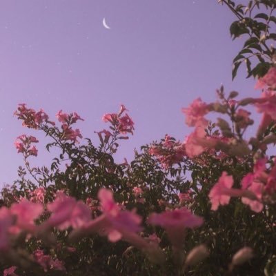 ineverpromis's profile picture. I never promised you a rose garden