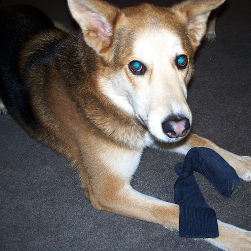 BehaveDogTrainr's profile picture. 