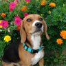 twohoundmom's profile picture. Spoiled rotten Beagle living in Illinois. Mom is a nurse who doubles as my personal butler/housekeeper insuring my cream puff lifestyle.