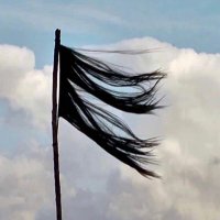 Narges Darvish (@dar_wish) 's Twitter Profile