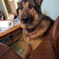 I am afraid of Americans (@andreww71936415) 's Twitter Profile Photo I am afraid of Americans (@andreww71936415) 's Twitter Profile Photo
