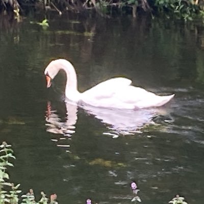 Daniela70519829's profile picture. Dibujar, leer, ver anime, boxeo