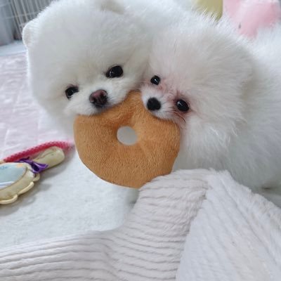 真っ白わたあめみたいなルル🍼2021.06.07 クリームモコモコのララ🍼2022.07.16