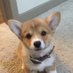 candy (@satangcorgi) Twitter profile photo