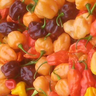 PinksOrganics's profile picture. I grow Super Hot Peppers and all sorts of other plants!