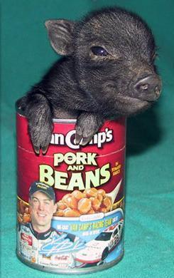 pork or beans