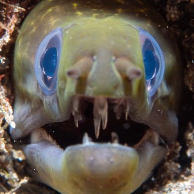 Callofthevoidpt's profile picture. Photographer of nature above water and below