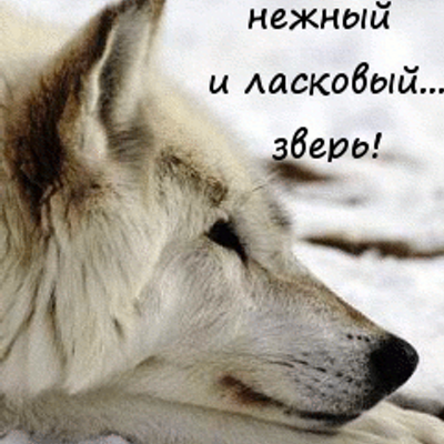 Открытка моему волчонку, прикол