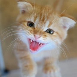 BlahblaBlah456's profile picture. 