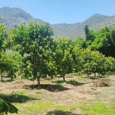 JoseyMeche's profile picture. 