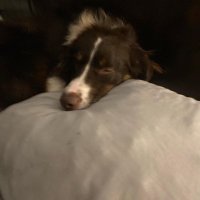 Annie Newton (@frozenannie63) 's Twitter Profile