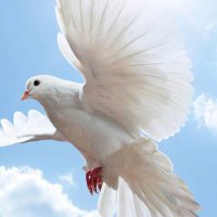 "مرسول الود "🌿 (@lathry3) 's Twitter Profile Photo "مرسول الود "🌿 (@lathry3) 's Twitter Profile Photo