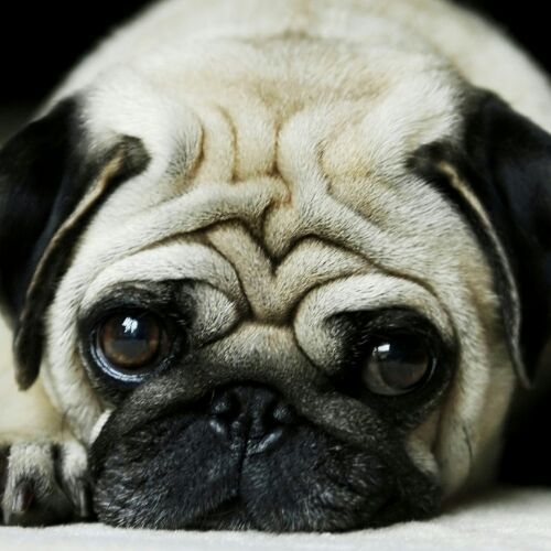 gun_knee's profile picture. おっさんの日常つぶやいても誰も興味が無いだろうからほぼつぶやきません