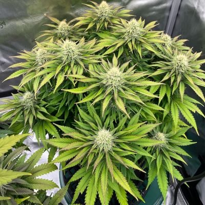 Art/grower of things/music/animals/family❤
Click the link 🔗 below to join our telegram channel for more good stuff daily