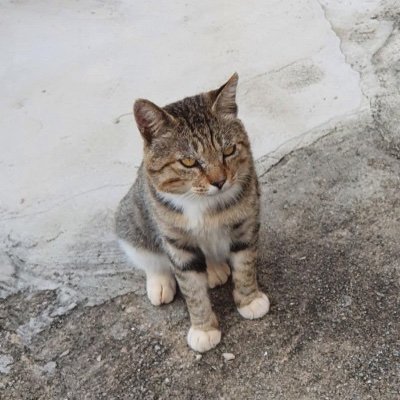 welshcorgi6511's profile picture. 성인 l FUBE FREE l 디그레이맨,종말의세라프, 노게임노라이프, 데스노트, 단간론파, 새벽의연화