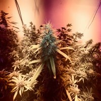 Doobie Smokin (@doobie_smokin) 's Twitter Profile