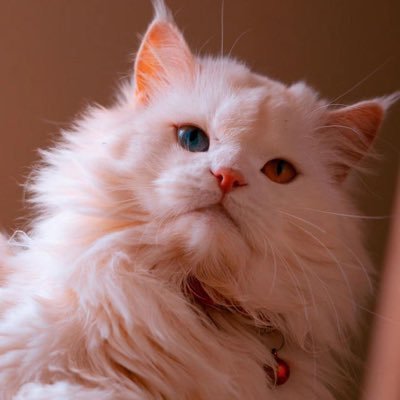 Yuanxiazhuang's profile picture. Poem