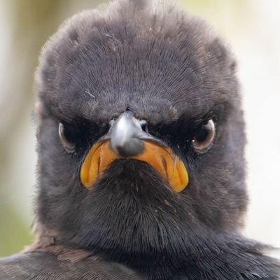 blaksheepbuddha's profile picture. Just an old fashioned guy from the future.