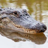 🐊𝒜𝑒𝓇𝒶🐊(@crabicorn) 's Twitter Profile Photo 🐊𝒜𝑒𝓇𝒶🐊(@crabicorn) 's Twitter Profile Photo