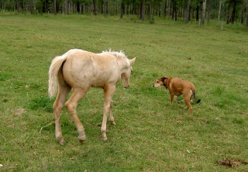Horse rescue based in Sundre, Alberta