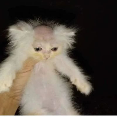 Estudio veterinaria porque de pequeña me encantaba Spirit y ahora lo estoy pagando con lágrimas