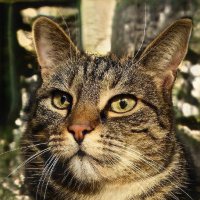 Katrina Lewis (💙,🧡) Tabi 🟧 (@katrina40565733) 's Twitter Profile