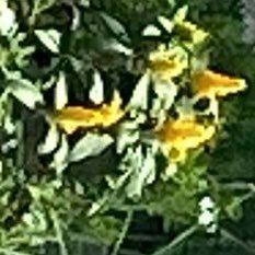 JafetMilca's profile picture. 