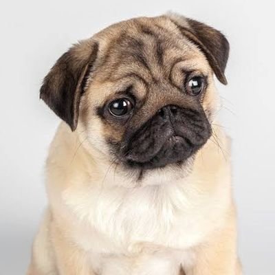 Wellcome to #puglovers1207 Community 
Follow us to see awesome and the most Interesting pug contents.