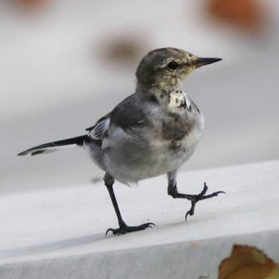 misu_yacho's profile picture. 自然、野鳥、旅行の風景など撮影をしています。過去のフォトも載せています。 #NHK短歌 #短歌写真部 2026年3月号テーマ 『道』