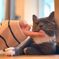 ぽんぬふ (@pontneuf_cat) 's Twitter Profile