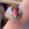 cinnamon_bun_hk's profile picture. 静岡県三島市文教町で2022/9/25 16:30 頃、シナモン文鳥を逃してしまいました。見つけてくださった方、DMをいただけますと幸いです。