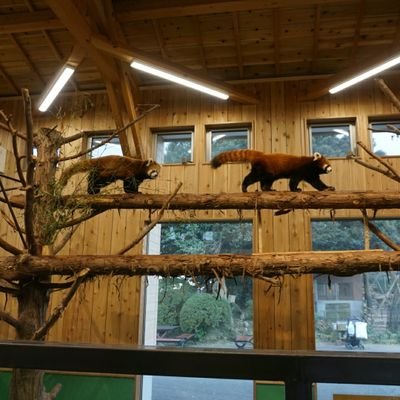 pomthk's profile picture. ぷりんぷりん