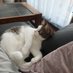 Andere poes (@Samsung17978621) Twitter profile photo