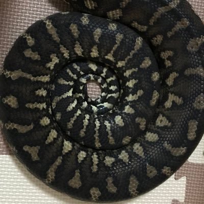 x_tsubasa_o's profile picture. 🐍ヘビ🐸カエル🦎トカゲモドキ🕷タランチュラ🦂サソリ🐭愛玩ネズミ🐟🦐🍀(つけている名前は非公開)