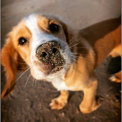 My name’s Henry. A cocker spaniel born and living in Northumberland. I love life. My Dad is @nland360 📷