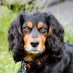 ๐ถ๐ถSpaniels Rule๐ถ๐ถ (@spaniels_rule) Twitter profile photo ๐ถ๐ถSpaniels Rule๐ถ๐ถ (@spaniels_rule) Twitter profile photo