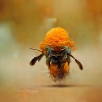 GIOtargeting | 🍯 Honey DAO ױ (@otargeting) 's Twitter Profile Photo GIOtargeting | 🍯 Honey DAO ױ (@otargeting) 's Twitter Profile Photo