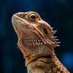 bearded_dragon_ (@bearded102030) Twitter profile photo