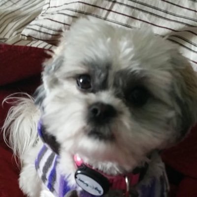 eliz03302's profile picture. 