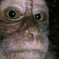 ah sudah lah(@kangcholi3) 's Twitter Profile Photo ah sudah lah(@kangcholi3) 's Twitter Profile Photo