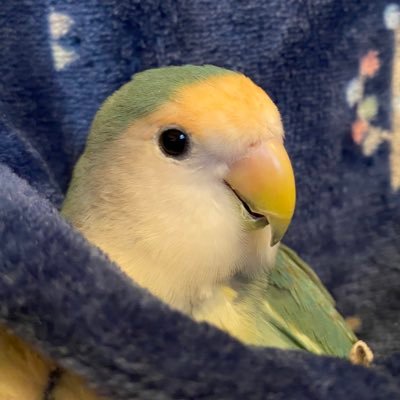 HEFZsvLIgBVhmSb's profile picture. 鳥・推し垢