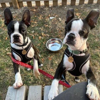 Lover of #pubs, #food, #recruitment, #gin & #skiing. Mother of 2, Wife of 1, 🐶 mum of 2 Boston Terriers.Tweets are my own ❤️