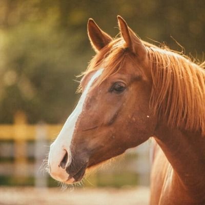 vitmuz's profile picture. 