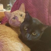 @mrsbeans57@bsky.social😻🐾🍷🍺🎶📚🤷‍♀️🤬#🟦(@mrsbeans57) 's Twitter Profile Photo