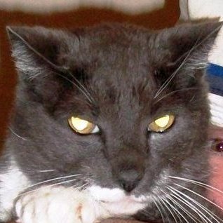 Old School Original. Queer LA Punk. Pro-Palestinian Sephardic Jew & Elder Transmasc Dispatcher of Strange Attractors Dancing in the Chaos. Love Felines!