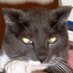 Ethyl Purrman ~ ethylpurrman.bsky.social (@fractaltaoist) Twitter profile photo