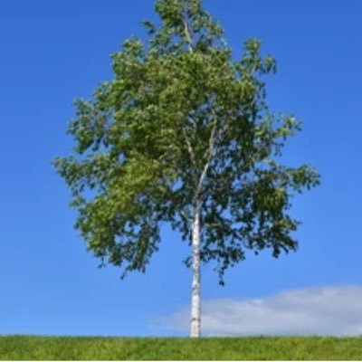 HVA_birchclass's profile picture. 